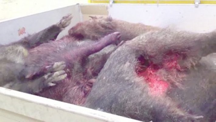 Carne de mistreţ braconat, confiscată de poliţiştii Gărzii de Coastă
